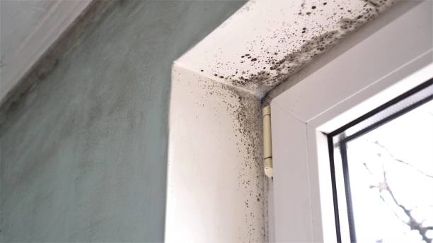 Professional Mold Removal in Norton, KS